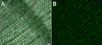 Heteroxylan (monoclonal, clone LM11) in the group Antibodies Plant/Algal / Cell Wall / Dr. Knox collection, University of Leeds at Agrisera AB (Antibodies for research) (AS18 4207-1ml)